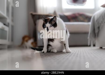 Schwarz-weiße Katze mit blauen Augen auf einem Teppich sitzen, hört lecken, um geradeaus zu schauen Stockfoto