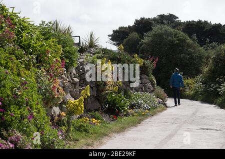 Subtropische Pflanzen wachsen an den Wänden einer Straße in Bryher, Isles of Scilly Stockfoto