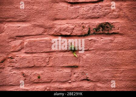 Rote Farbe auf einer alten Ziegel- und Zementwand schafft einen interessanten Hintergrund. An der Wand wächst eine winzige Pflanze, Schimmel und Pilz. Stockfoto