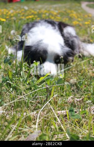 Blue Merle Border Collie liegend Stockfoto