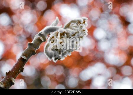 Edgeworthia chrysantha aus der Nähe mit einem Kirschpflaumenbaum in Der Hintergrund Stockfoto