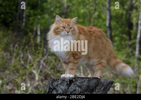 Schöne Ingwer tabby Tom Cat Ingwer und weiß auf einem Weidenbaum Stumpf, beobachten Stockfoto