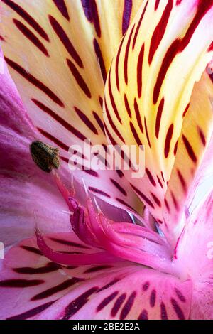 Makro-Foto einer schönen bunten peruanischen Lilie Blume Stockfoto