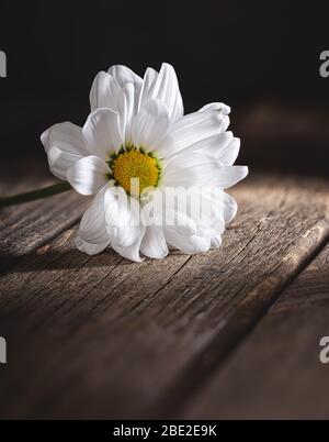 Nahaufnahme des Lichts, das auf eine wunderschöne weiße Daisy auf einem rustikalen Holztisch mit dunklem Hintergrund und Kopierraum scheint Stockfoto