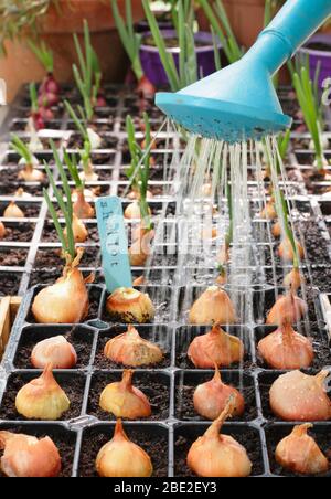 Allium cepa var. aggregatum 'Golden Gourmet'. Die Bewässerung der Schalotten begann in Modulen. Stockfoto