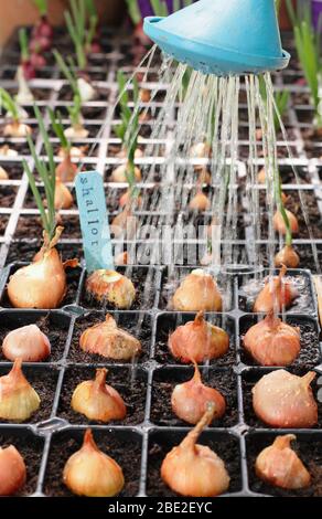 Allium cepa var. aggregatum 'Golden Gourmet'. Die Bewässerung der Schalotten begann in Modulen. Stockfoto
