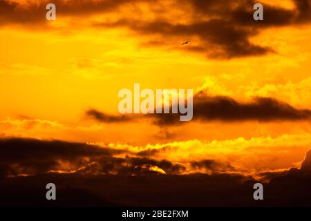 Schöner Sonnenuntergang mit verschiedenen orange und gelben Wolken in der goldenen Stunde. Schöne Landschaft von einem goldenen bewölkten Himmel mit einem Vogel im Flug. Stockfoto