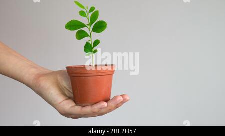 Die Hand einer Frau hält einen Topf mit einem jungen Zitronenbaum Sämling. Negativer Raum. Platz für Text kopieren. Stockfoto