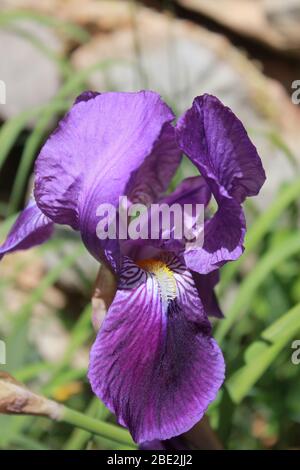 Violette iris Stockfoto