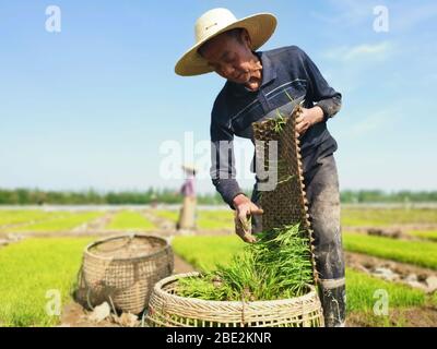 (200411) -- HUARONG, 11. April 2020 (Xinhua) -- EIN Landwirt legt Reiskeimlinge in einen Korb auf dem Feld in Wanyu, Gemeinde Huarong, Provinz Hunan, Zentralchina, 9. April 2020. (Xinhua/Zhou Nan) Stockfoto