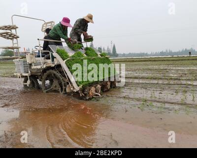 (200411) -- HUARONG, 11. April 2020 (Xinhua) -- Bauern arbeiten mit einer Pflanzmaschine in der Stadt Sanfengsi im Landkreis Huarong, in der Provinz Hunan, Zentralchina, am 10. April 2020. (Xinhua/Zhou Nan) Stockfoto