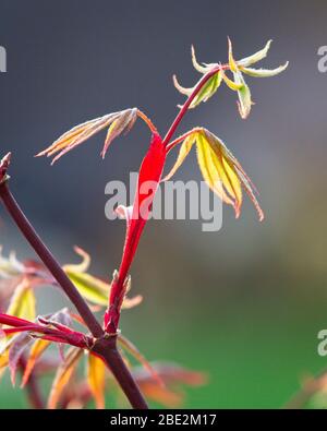 Neue Blätter erwachen im Frühling auf einem Ahornbaum zum Leben. Grüne Triebe sprießen aus einem violetten Zweig, der von der Sonne natürlich hinterleuchtet wird. Stockfoto