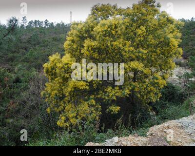 Mimosa Baum entlang der Bergweg in Varazze, Genua Italien Stockfoto