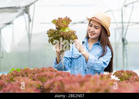 Bauer Mann und Frau halten hydroponic Stockfoto