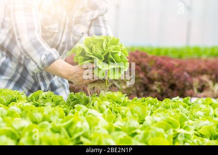 Nahaufnahme Hand des Landwirts Besitzer halten hydroponic Gemüse und Kontrolle Bio-Pflanze wächst in Bauernhof Stockfoto