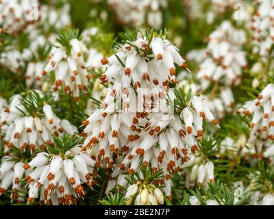 Nahaufnahme der zarten weißen Blüten einer weißen Heidepflanze, Erica x Veitchii 'Exeter' Stockfoto