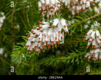 Nahaufnahme der zarten weißen Blüten einer weißen Heidepflanze, Erica x Veitchii 'Exeter' Stockfoto