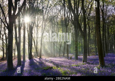 Sonnenlicht, das durch Bäume in einem nebligen Blaubell-Holz strömt Stockfoto