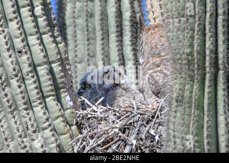 Zwei gehörnte Eulen mit ihrer Mutter in einem Nest in einem saguaro Kaktus Stockfoto