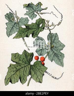 „Bryone dioique (Bryonia dioica) (navet du diable) (Red bryony) Planche de botanique tiree de „Atlas colorie des plantes medicinales“ de Paul Hariot, Stockfoto