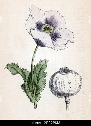 "Pavot somnifere ou pavot a Opium" (Papaver somniferum) (Papaver somniferum, der Opium Mohn) Planche de botanique tyree de 'Atlas colorie des plantes Stockfoto