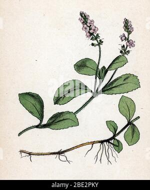 'The d'Europe ou Veronique officinale' (Veronica officinalis) (Heidebrunnen, gewöhnlicher Brunnen, gemeiner Zigeunerkraut, Pauls Betonie) Planche de botaniqu Stockfoto