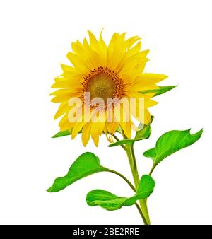 Eine Fotografie einer Sonnenblume isoliert auf weißem Stockfoto