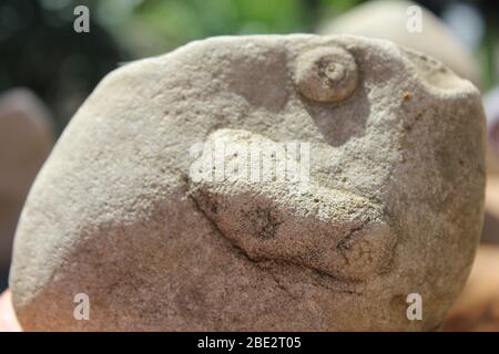 Zwei Fossilien in einem Stein Stockfoto