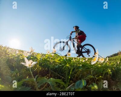 Hübsche ältere Frau, die im Frühfrühling im Allgäu bei Oberstaufen mit ihrem Elektro-Mountainbike unterwegs ist, im warmen Abendlicht mit Blähungen Stockfoto