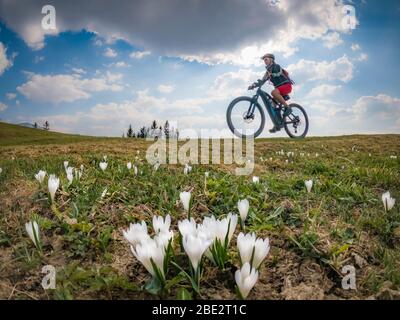Hübsche ältere Frau, die im Frühfrühling im Allgäu bei Oberstaufen mit ihrem Elektro-Mountainbike unterwegs ist, im warmen Abendlicht mit Blähungen Stockfoto