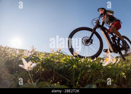 Hübsche ältere Frau, die im Frühfrühling im Allgäu bei Oberstaufen mit ihrem Elektro-Mountainbike unterwegs ist, im warmen Abendlicht mit Blähungen Stockfoto