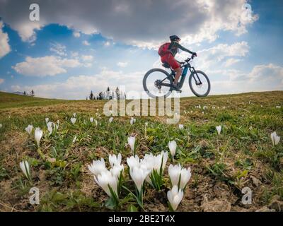 Hübsche ältere Frau, die im Frühfrühling im Allgäu bei Oberstaufen mit ihrem Elektro-Mountainbike unterwegs ist, im warmen Abendlicht mit Blähungen Stockfoto