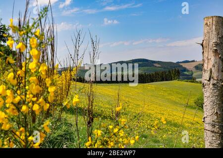 Löwenzahn-Felder auf Wanderweg in Mittelgebirgen Deutschlands Stockfoto