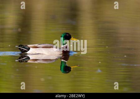 Mallard (Anas platyrhynchos) schwimmen auf einem See in frühen Morgenlicht. Stockfoto