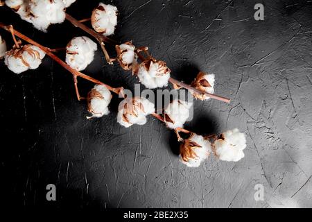 Baumwollpflanze. Zweige von weißen flauschigen Baumwollblumen auf dunklem schwarzen Steingrund. Organische Material in der Herstellung von natürlichen Stoffen und verwendet Stockfoto