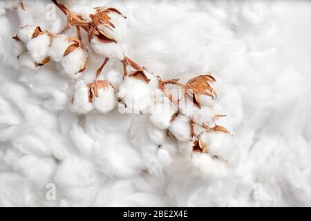 Baumwollpflanze. Zweig aus weißer Baumwolle Blumen auf weichem Hintergrund. Organisches Material, das bei der Herstellung von Naturstoffen und anderen Produkten verwendet wird Stockfoto