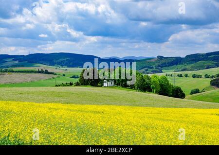 Löwenzahn-Felder auf Wanderweg in Mittelgebirgen Deutschlands Stockfoto