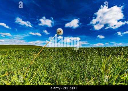 Löwenzahn-Felder auf Wanderweg in Mittelgebirgen Deutschlands Stockfoto