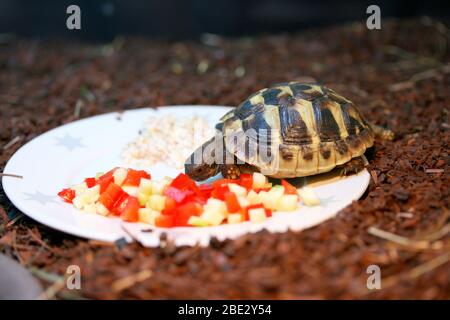 Hermanns Schildkröte (Testudo hermanni boettgeri) eine stehende geschützte Art der Schildkröte Griechische Landschildkröte (Testudo hermanni boettgeri) eine u Stockfoto