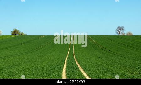 Grünes Feld mit Traktorgleisen Stockfoto