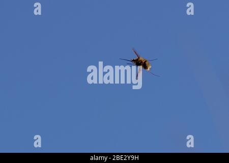 Größere Biene Fliegen im Flug Stockfoto