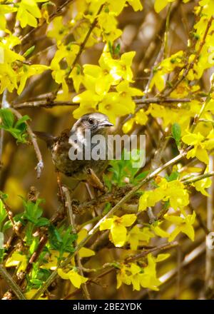 Dunnock umgeben von Forsythia-Blumen (Hochformat) Stockfoto