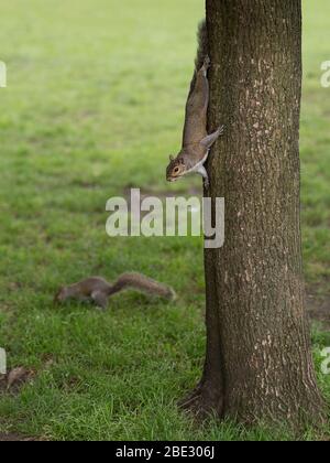 Zwei Eichhörnchen: Eines Kommt Vom Baum Und das Andere auf dem Rasen. Stockfoto