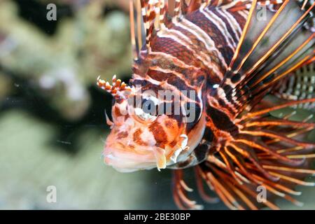 Ein einziger Antennenfeuerfisch (Pterois-Antennen) ein einzelner Antennen-Feuerfisch (Pterois-Antennen) Stockfoto