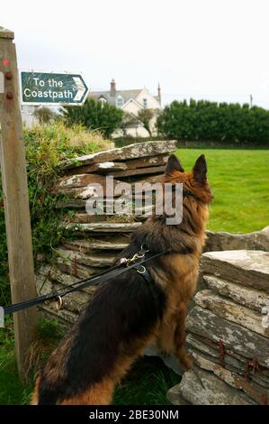 Küstenpfad Schild in TreKnow, Tintagel, North Cornwall. Stockfoto