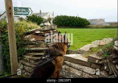 Küstenpfad Schild in TreKnow, Tintagel, North Cornwall. Stockfoto