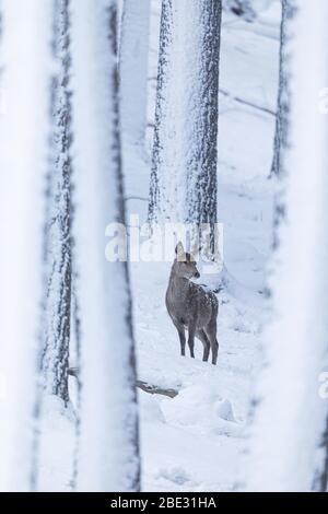 Eine Rothirschin (Cervus eleplus) im schneebedeckten Wald der Cairngorms, schottische Highlands, Schottland Stockfoto