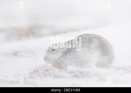 Ein Berghaare (Lepus timidus) in einem Schneesturm, Cairngorms, Schottland Stockfoto