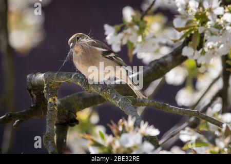 Münsterland, NRW, Deutschland. April 2020. Ein weiblicher Buchfink (Fringilla coelebs) sammelt in der warmen Osterwochenende-Sonne Nistmaterial von einem blühenden Kirschbaum. Bild: Imageplotter/Alamy Live News Stockfoto