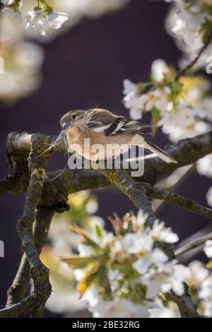 Münsterland, NRW, Deutschland. April 2020. Ein weiblicher Buchfink (Fringilla coelebs) sammelt in der warmen Osterwochenende-Sonne Nistmaterial von einem blühenden Kirschbaum. Bild: Imageplotter/Alamy Live News Stockfoto
